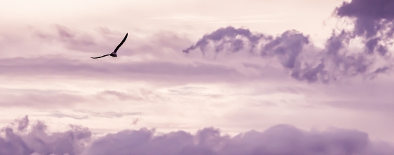 wide angle image of a bird flying high up in a pink and grey cloudy sky